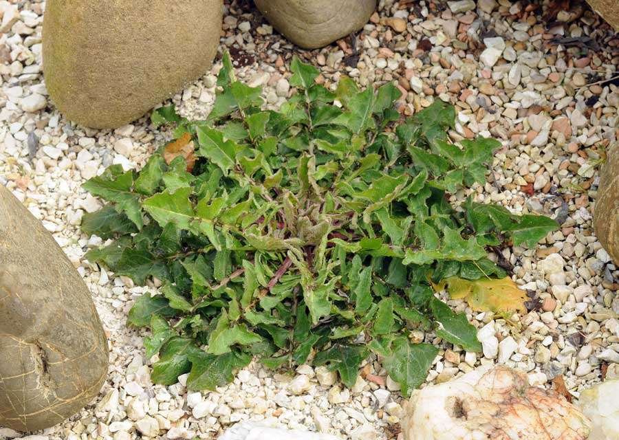Crepis vesicaria L. subsp. taraxacifolia (Thuill.) Thell 2519.jpg