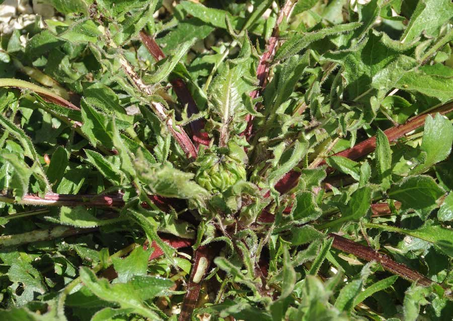 Crepis vesicaria L. subsp. taraxacifolia (Thuill.) Thell 2938.jpg