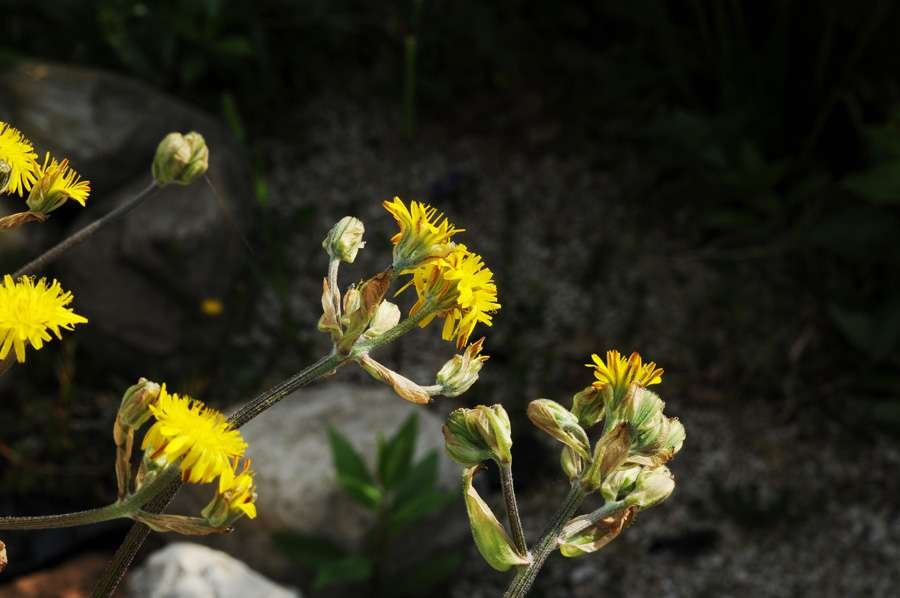 Crepis vesicaria L (copy). subsp. taraxacifolia (Thuill.) Thell.jpg