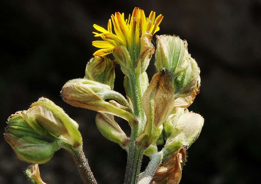 Crepis vesicaria L. subsp. taraxacifolia (Thuill.) Thell.jpg
