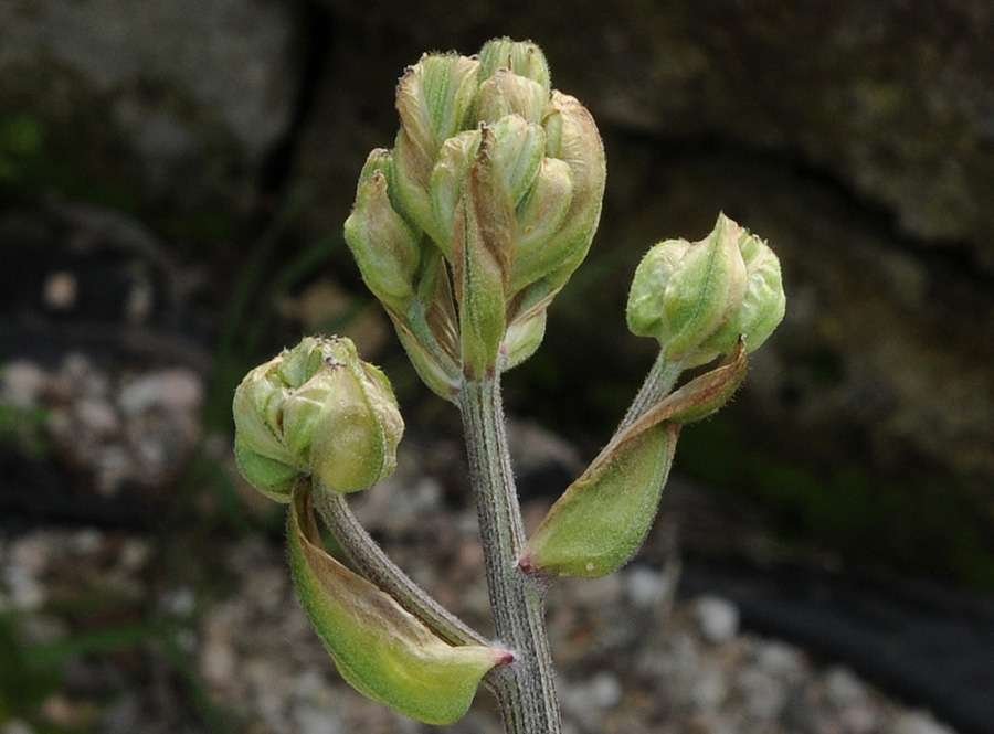 Crepis vesicaria L. subsp. taraxacifolia (Thuill.) Thell _4177.jpg