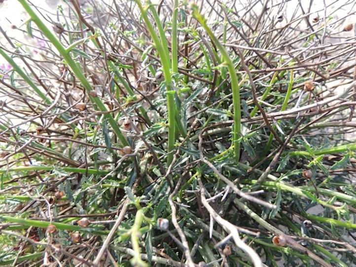Scrophularia ramosissima (2).jpg