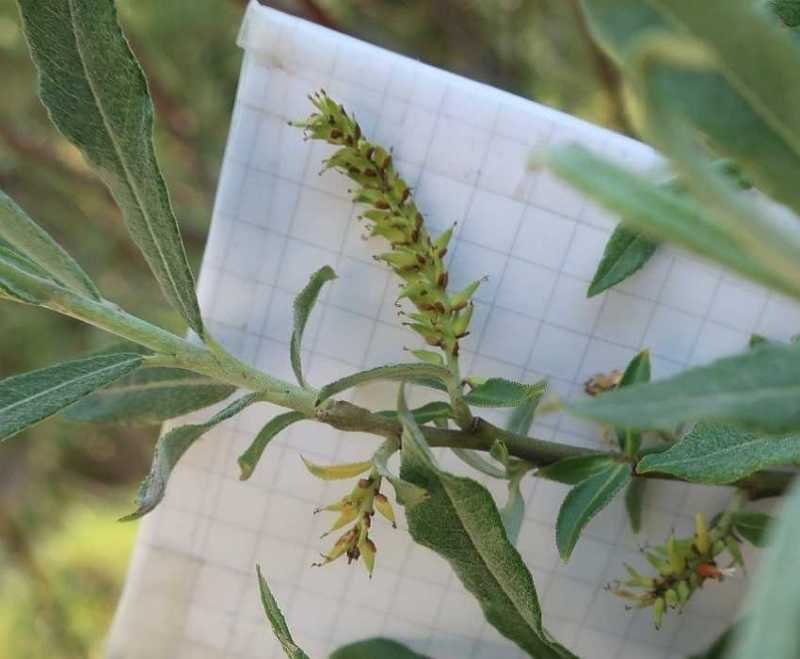 Salix eleagnos giu 2020 004 inf femm.jpg