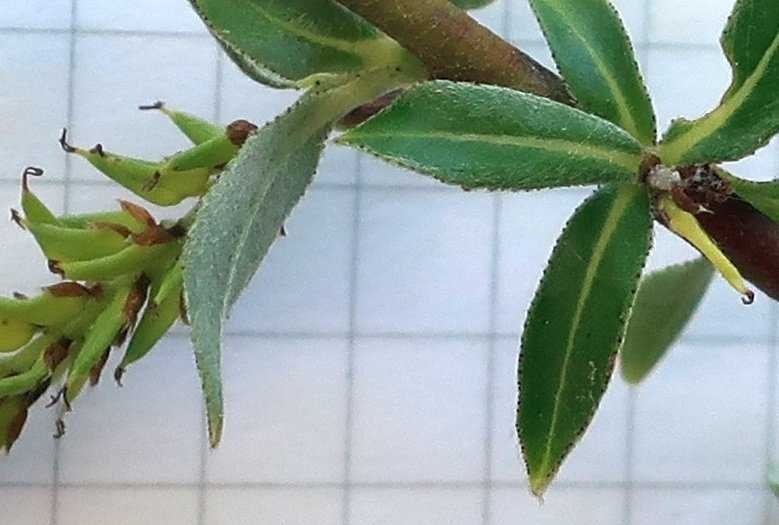 Salix eleagnos giu 2020 005 bordo foglia.jpg
