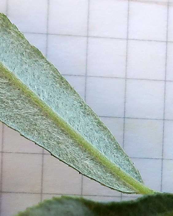 Salix eleagnos giu 2020 007 foglia b inf.jpg