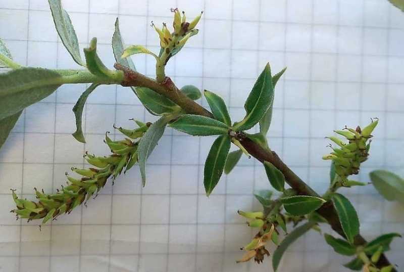 Salix eleagnos giu 2020 008 inf femm.jpg