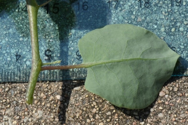 Lycium boerhaviifolium Cagliari 202108 (4).JPG
