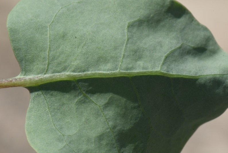 Lycium boerhaviifolium Cagliari 202108 (5).JPG