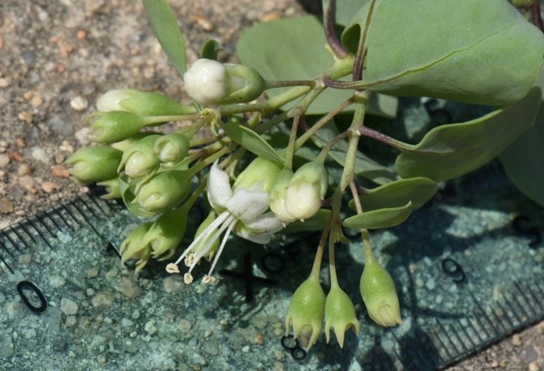Lycium boerhaviifolium Cagliari 202108 (7).JPG
