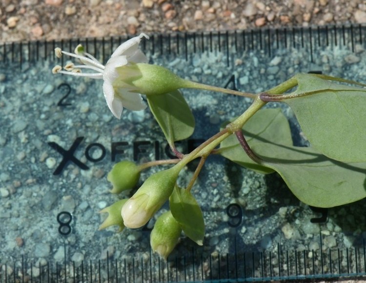 Lycium boerhaviifolium Cagliari 202108 (8).JPG