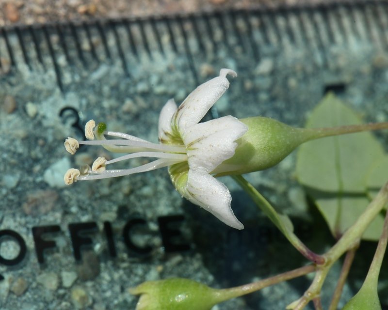 Lycium boerhaviifolium Cagliari 202108 (11).JPG