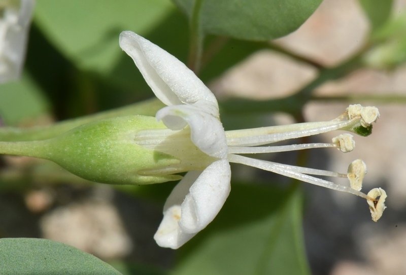 Lycium boerhaviifolium Cagliari 202108 (12).JPG