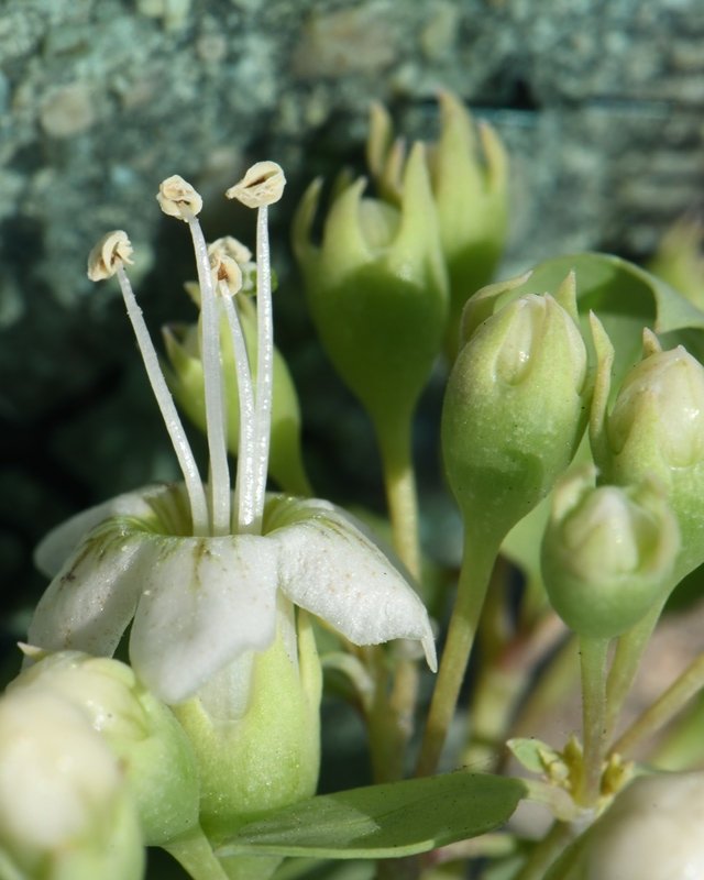 Lycium boerhaviifolium Cagliari 202108 (9).JPG