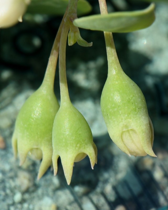 Lycium boerhaviifolium Cagliari 202108 (10).JPG