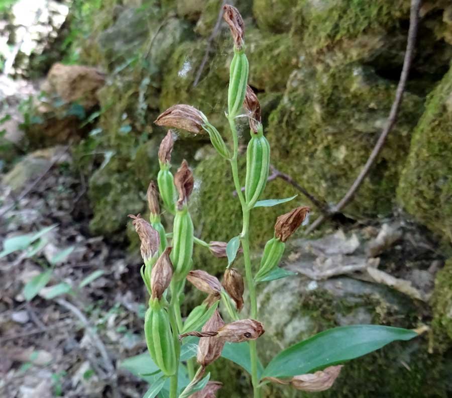 Cephalanthera-damasonium-(M.jpg