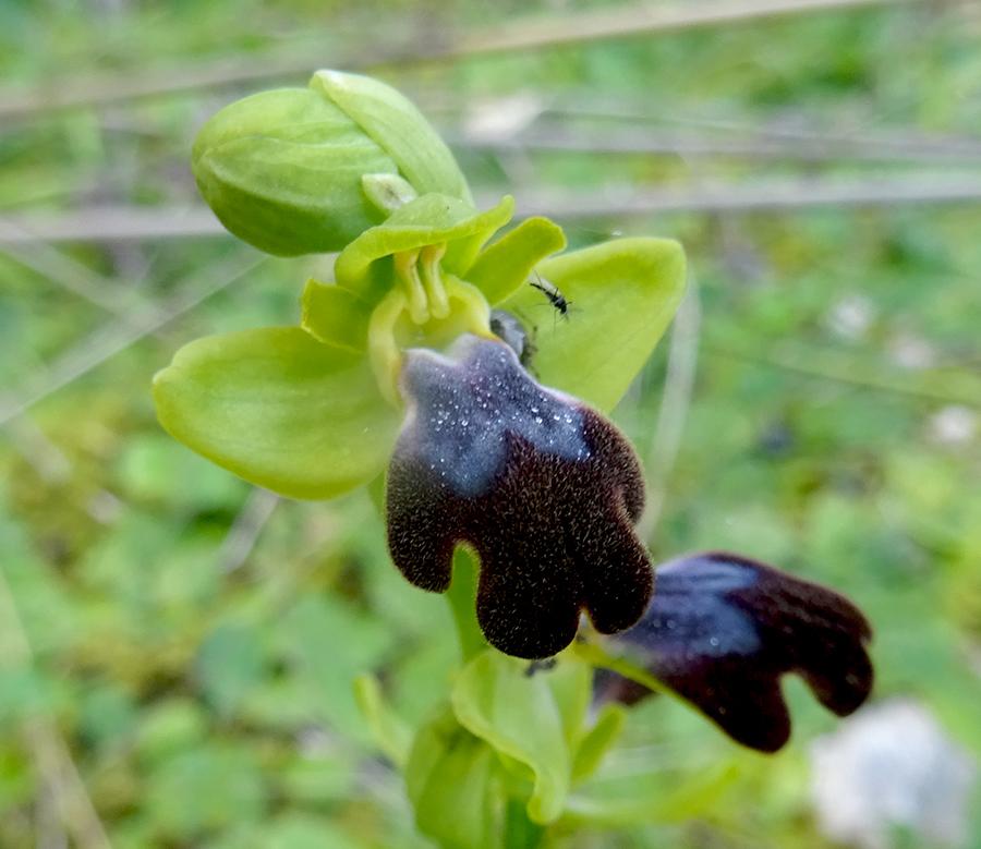 Ophrys-forestieri-(Rchb.-f.)-Lojac..jpg