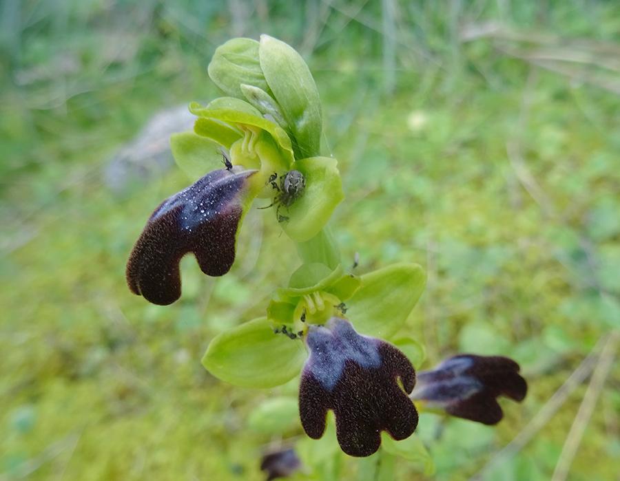 Ophrys-forestieri-(Rchb.-f.)-Lojac..jpg