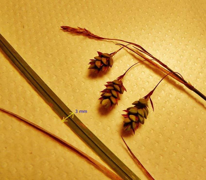8-Carex magellanica subsp.irrigua G.B.Decarli.jpg