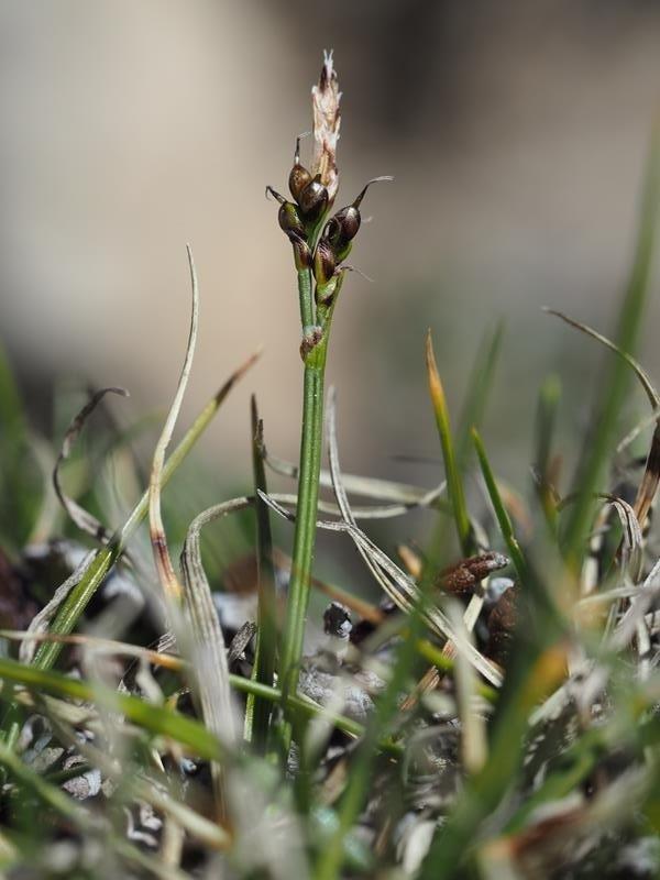 Carex glacialis Michele Juretti1.jpg