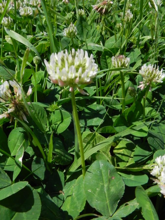 Trifolium repens - Parco del Vallato D3SE 27-04-2024 (66).JPG