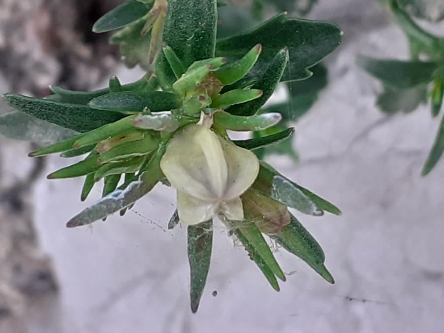 Campanula fragilis Cirillo subsp. fragilis (b).jpg