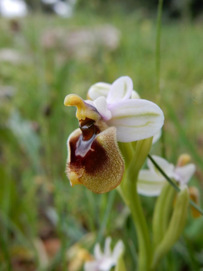 034 Ophrys tenthredinifera.JPG
