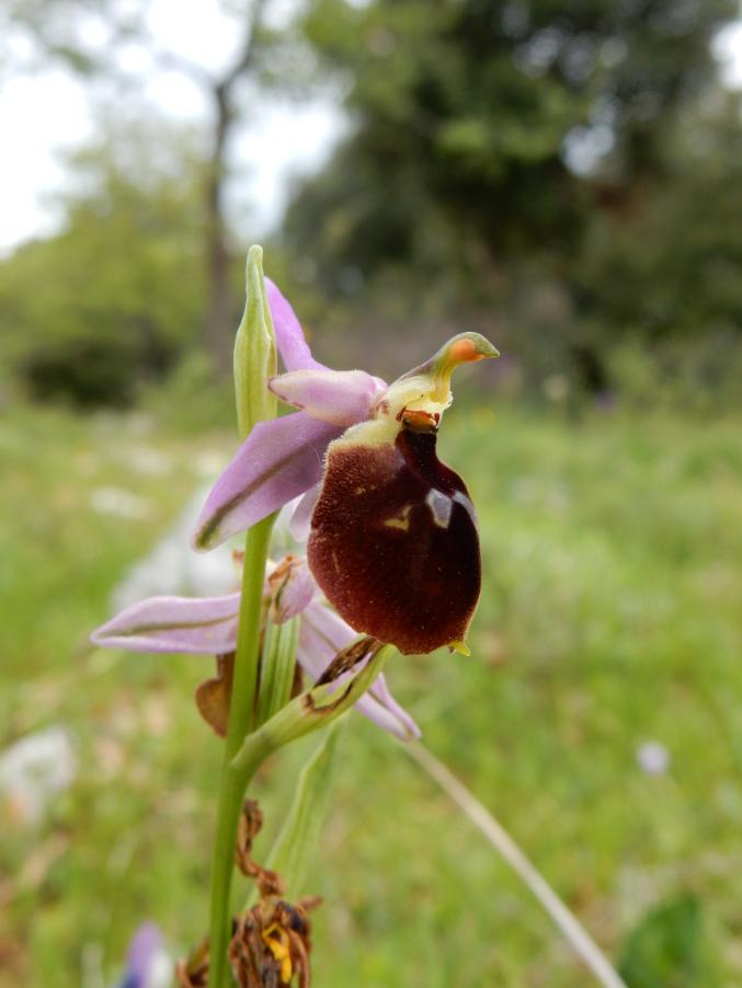 036 Ophrys biscutella.JPG