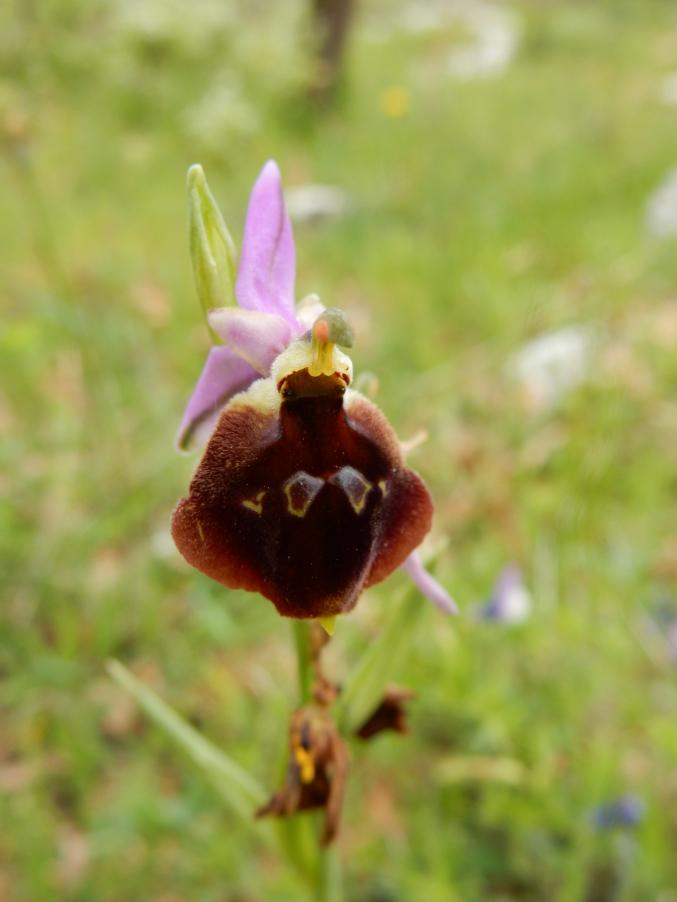 037 Ophrys biscutella.JPG