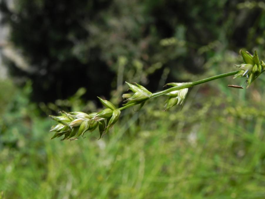 Carex divulsa - Parco del Vallato D3SE 27-04-2024 (17).JPG