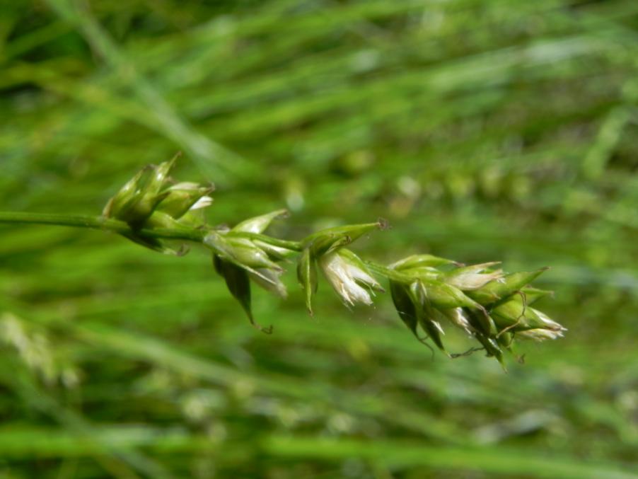 Carex divulsa - Parco del Vallato D3SE 27-04-2024 (23).JPG