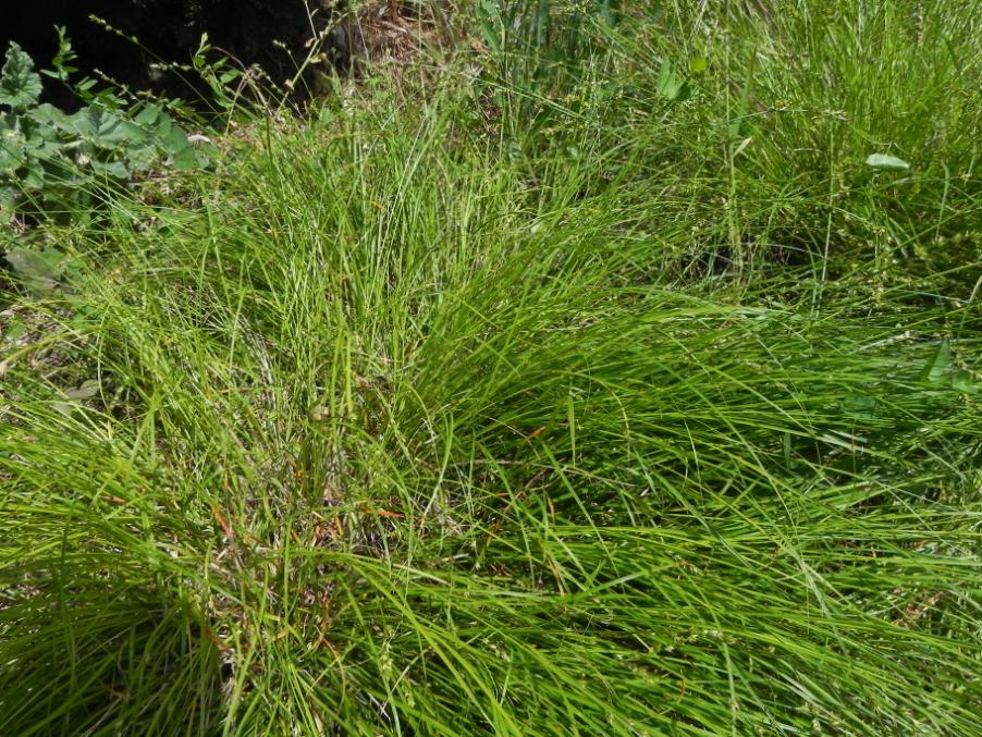 Carex divulsa - Parco del Vallato D3SE 27-04-2024 (22).JPG