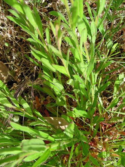 Oenothera lindheimeri (8).JPG