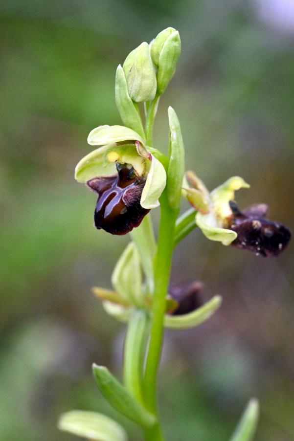 DSC_0942 Ophrys incubacea.jpg