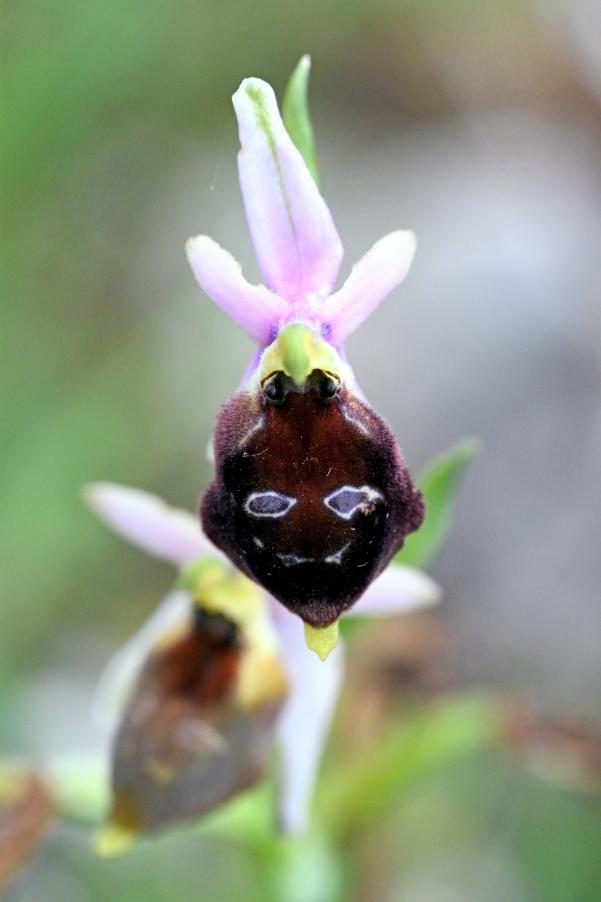 DSC_0946_Ophrys biscutella.jpg