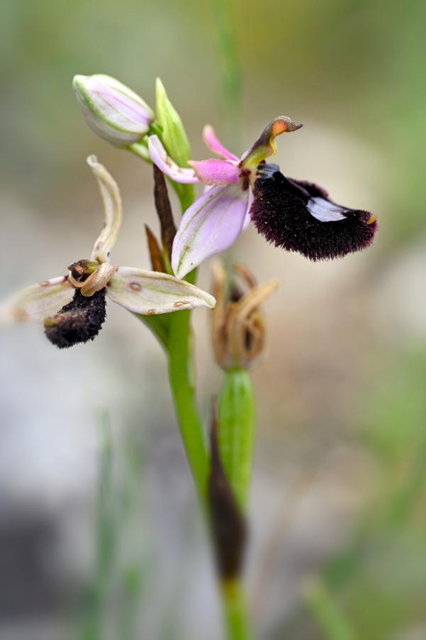 _DSC0965 Ophrys bertoloni.jpg