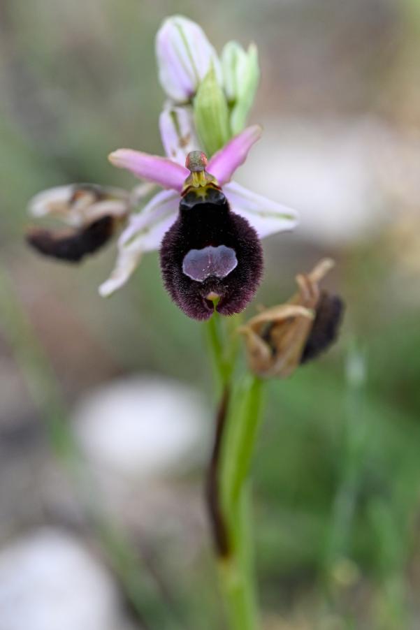 DSC_0963 Ophrys bertoloni.jpg
