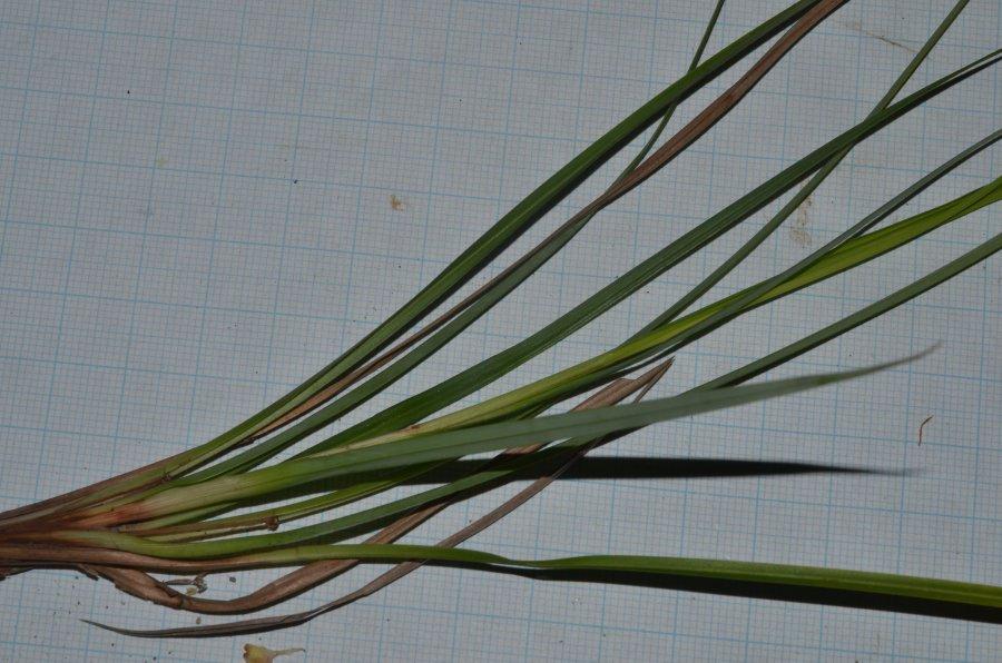Carex 20240427m074.jpg
