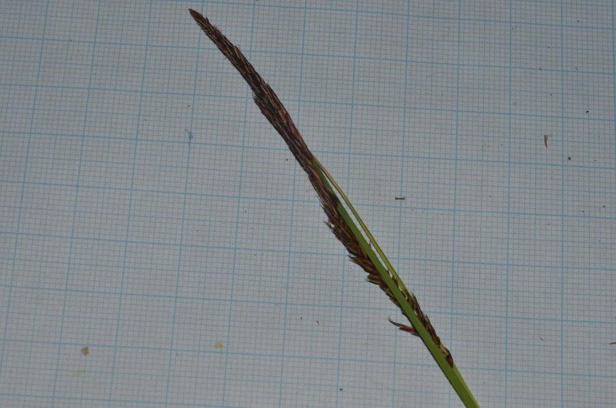 Carex 20240427m075.jpg
