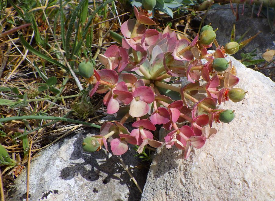 Euphorbia myrsinites L. subsp. myrsinites M.Bieb..JPG