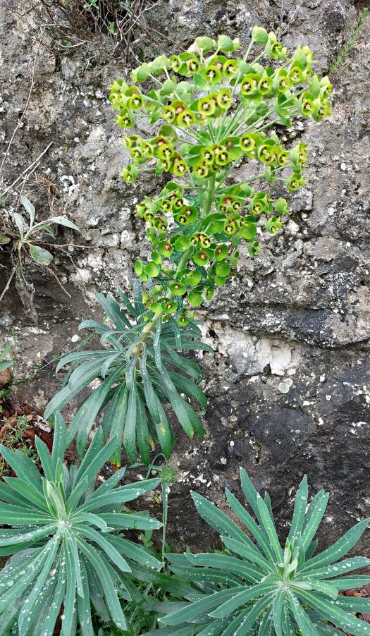 2024 04 raduno botanico Puglia (46) Pulsano Euphorbia characias.jpg