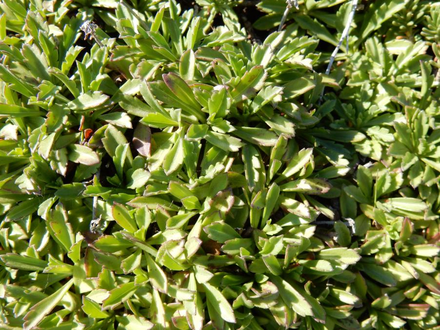 156 Lomelosia crenata subsp dallaportae.JPG