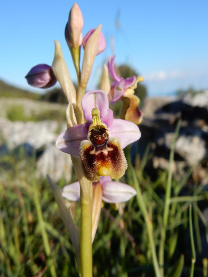 075 Ophrys tenthredinifera.JPG