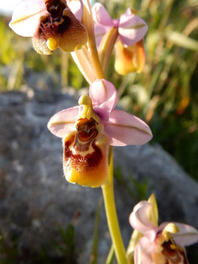 076 Ophrys tenthredinifera.JPG