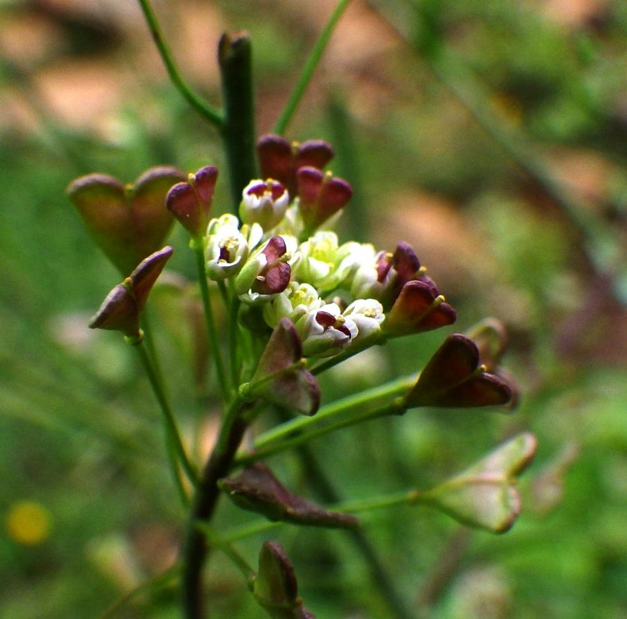 Capsella bursa-pastoris (L.) Medik. subsp. bursa-pastoris.JPG