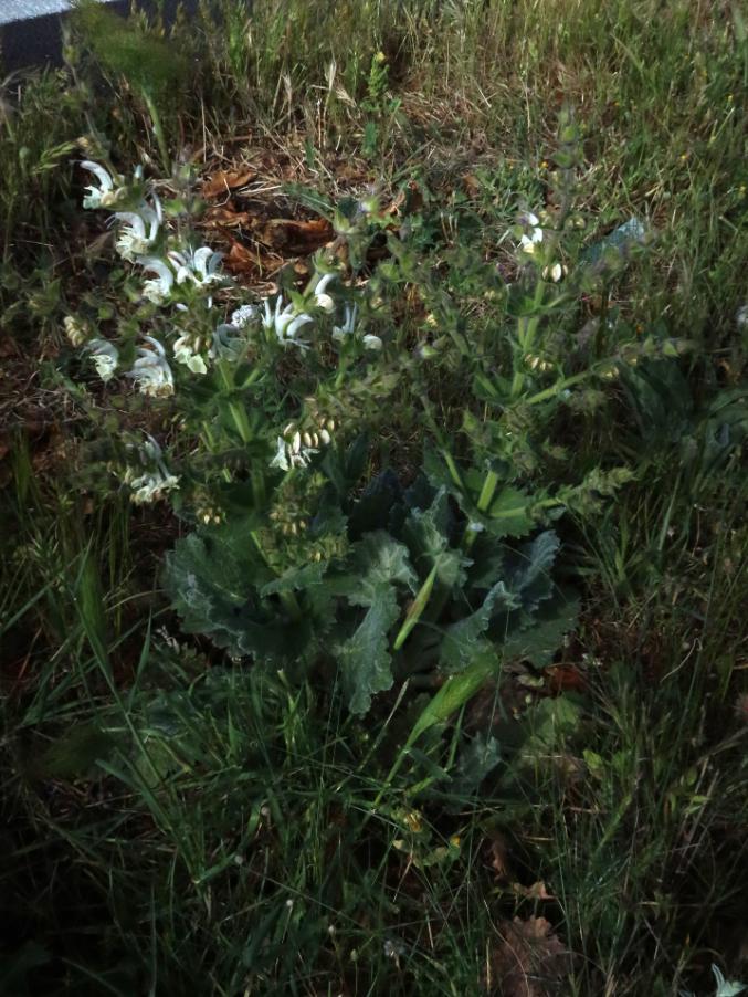 Salvia argentea 1.jpg