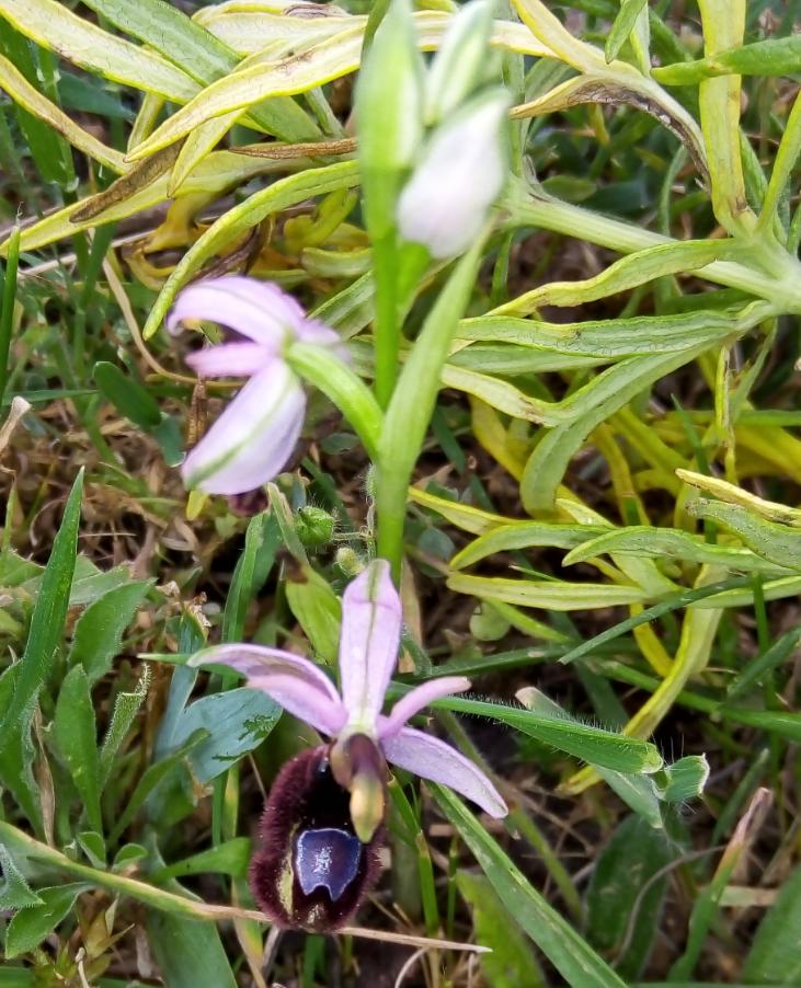 Ophrys bertolonii Moretti.jpg