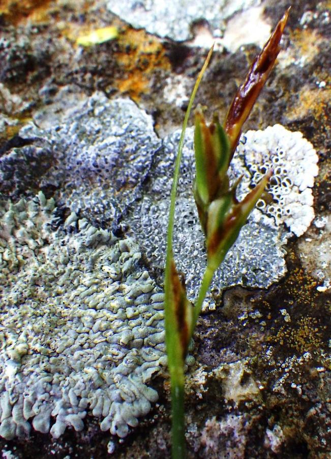 Carex distachya.JPG