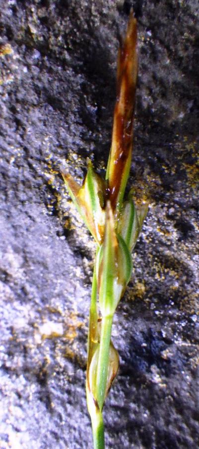 Carex _distachya.JPG