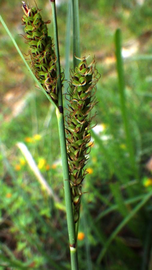 Carex flacca.jPG