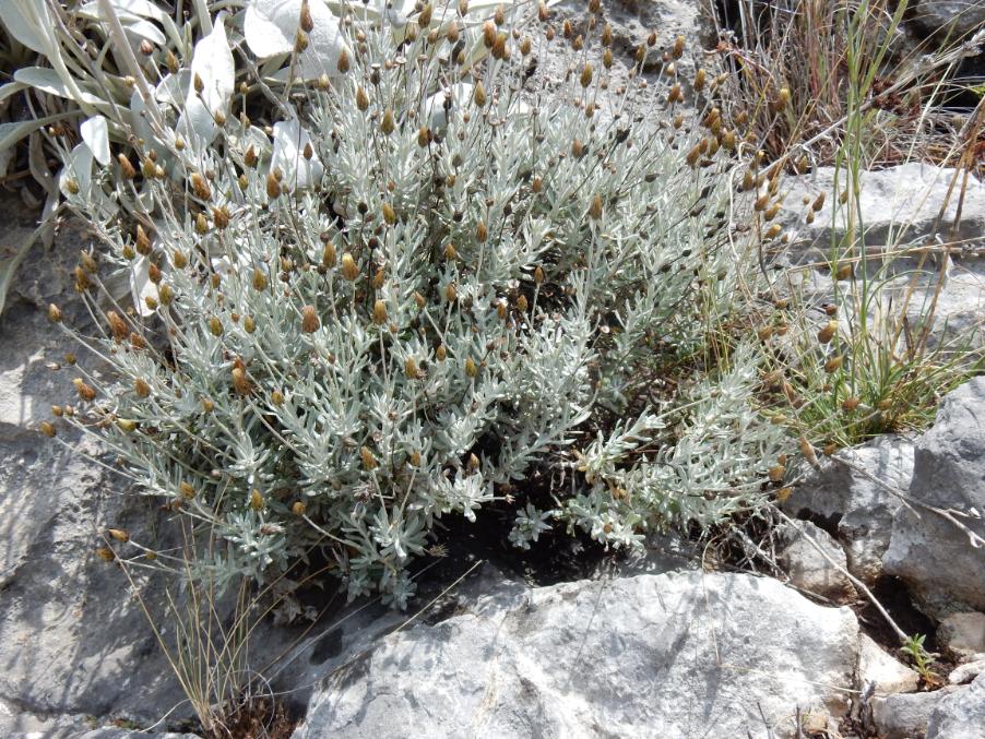 042 Phagnalon rupestre subsp rupestre.JPG